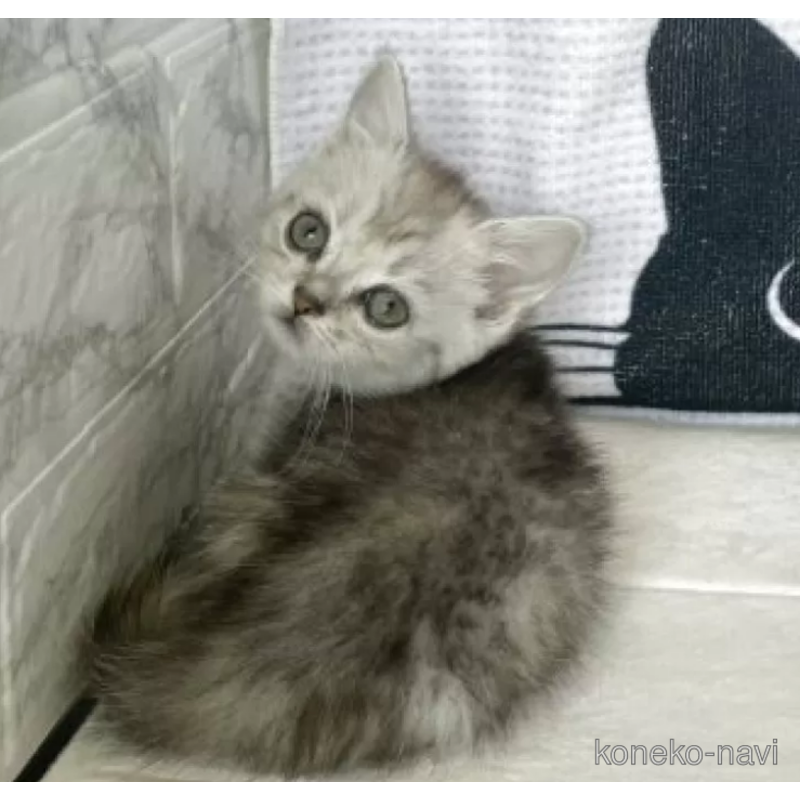 販売中の鳥取県のミヌエット(短足)-125315の2枚目